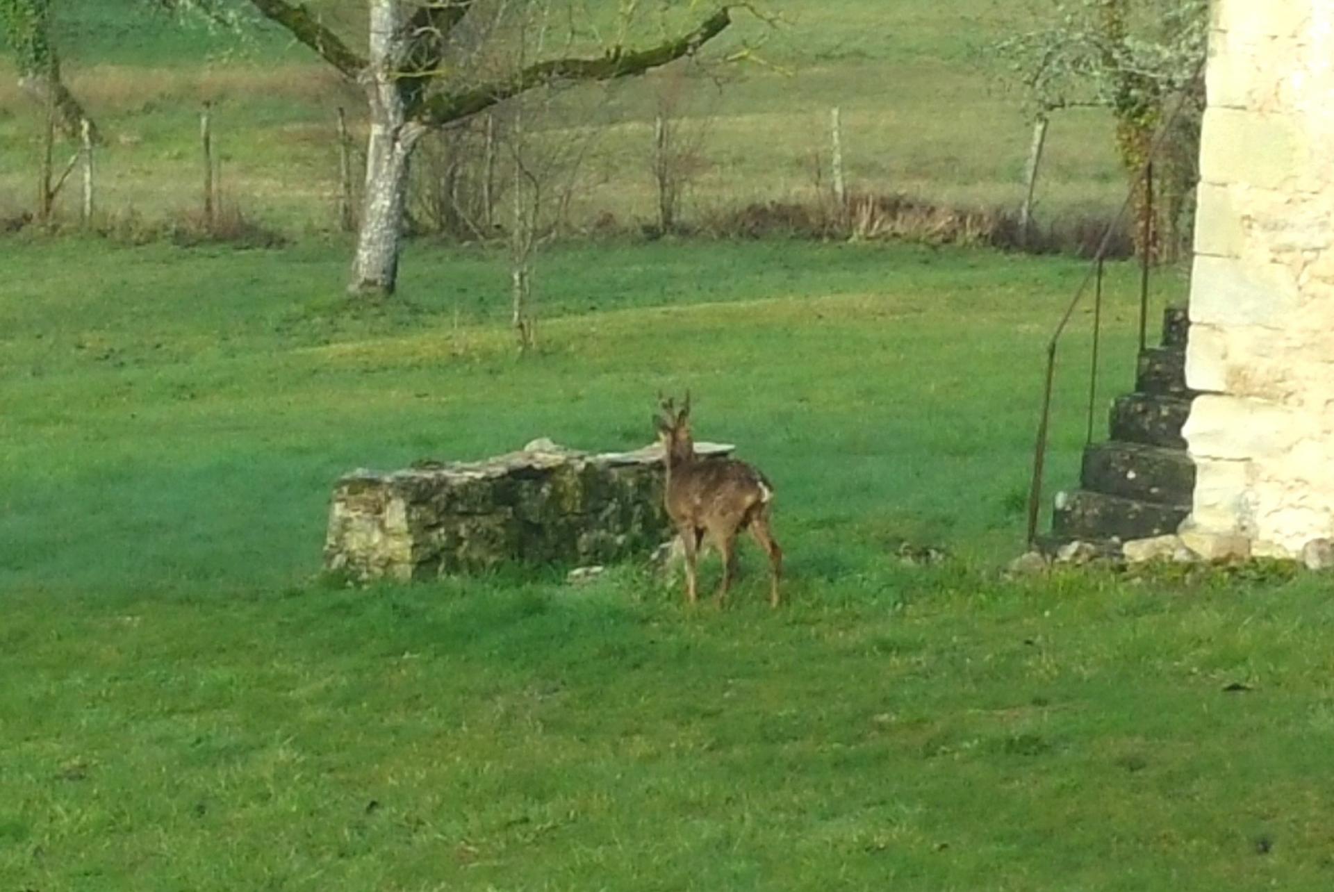 Un hôte dans le jardin