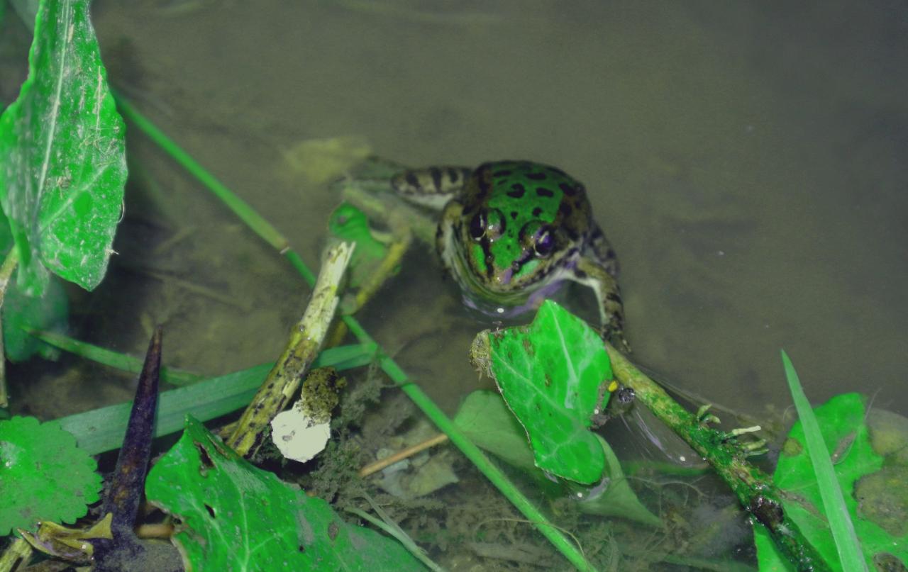 Reinette, la grenouille !