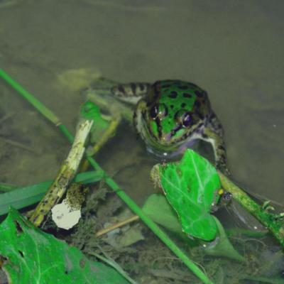 Reinette, la grenouille !