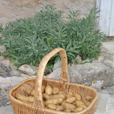 Pommes de terre grenailles du jardin