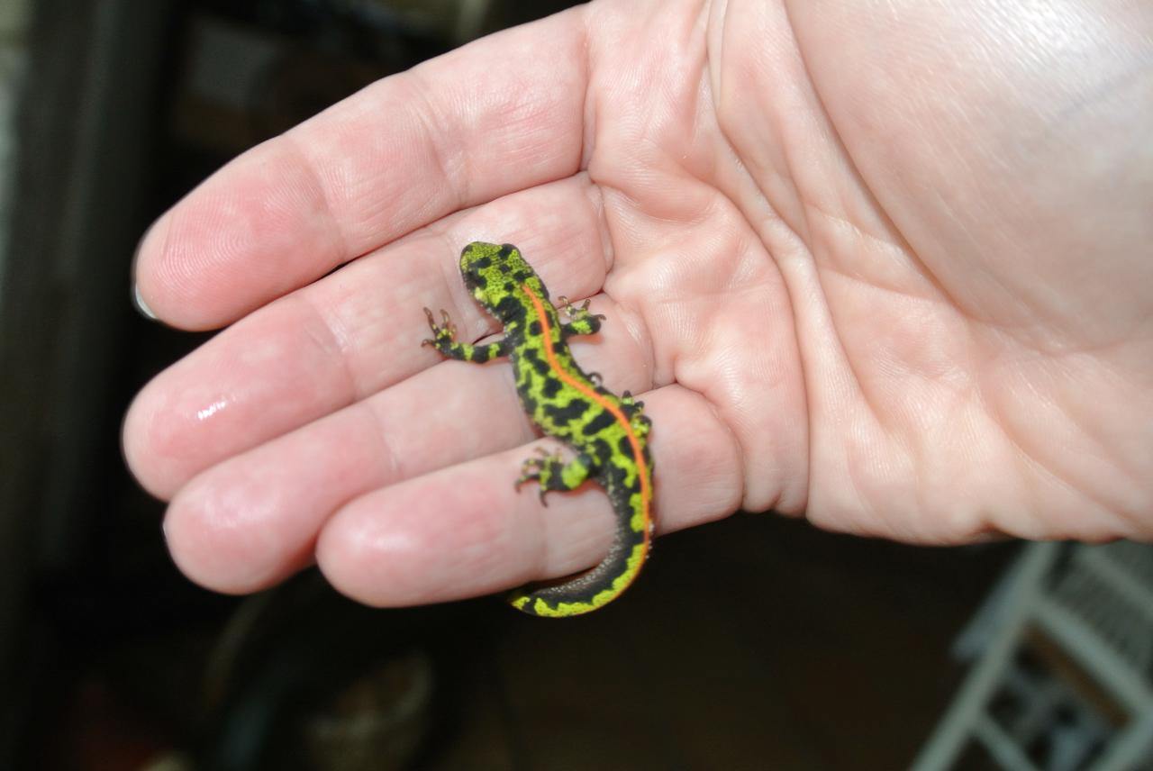 Une salamandre dans notre jardin