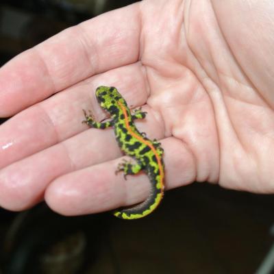 Une salamandre dans notre jardin