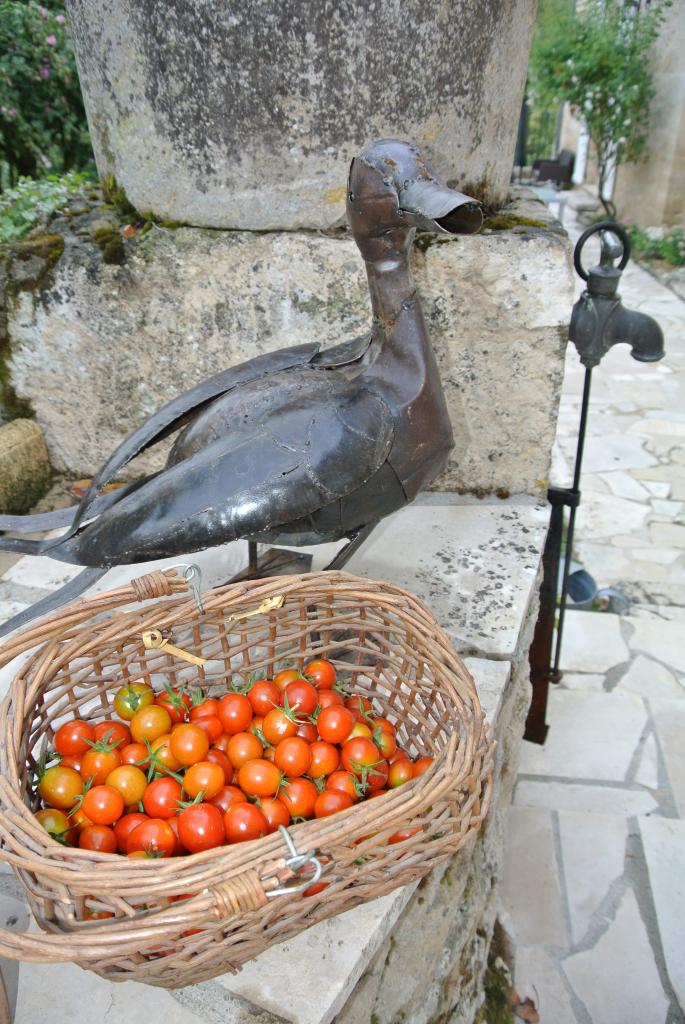 Tomates cerises Bio du jardin