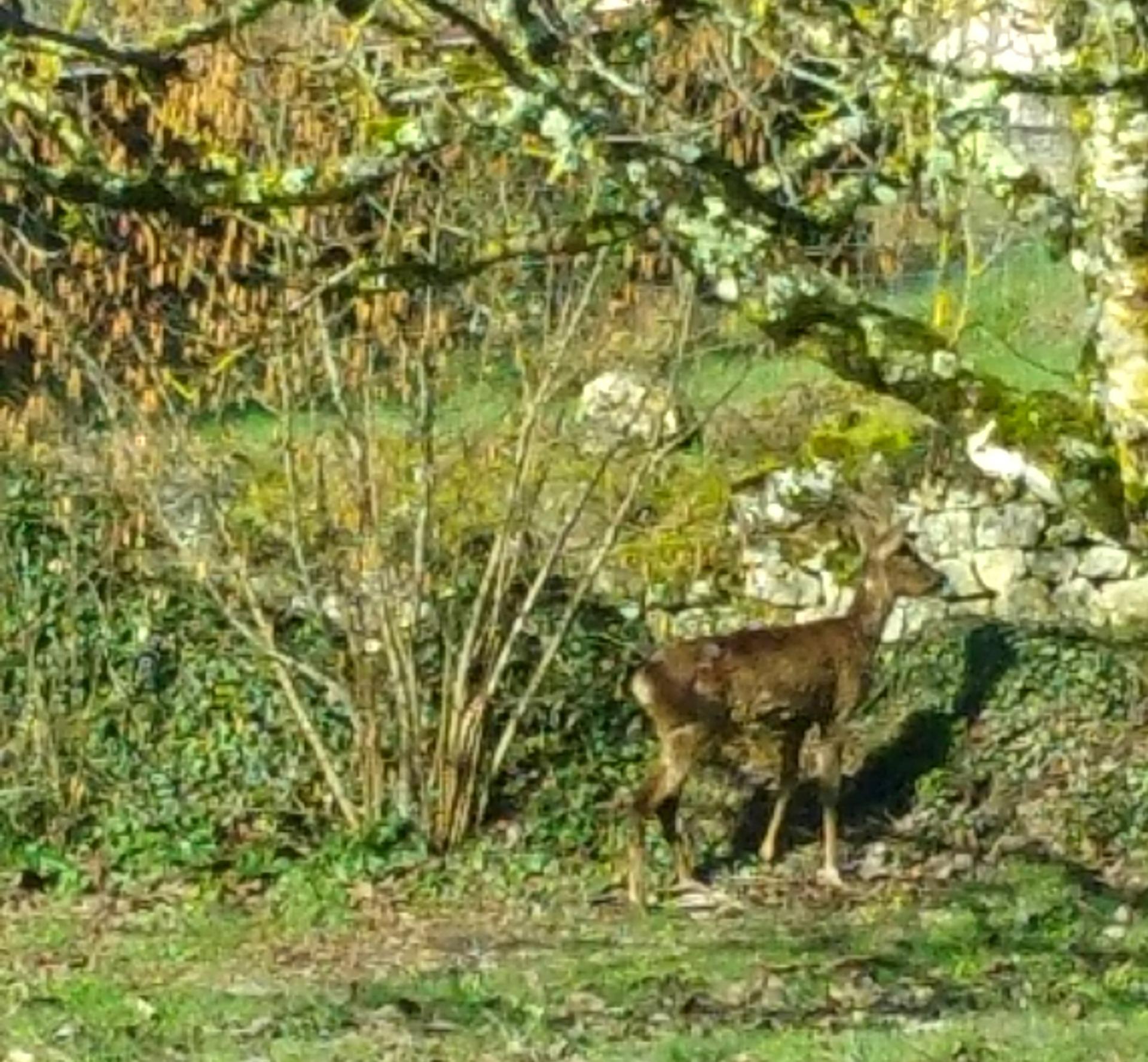 Un invité dans notre jardin