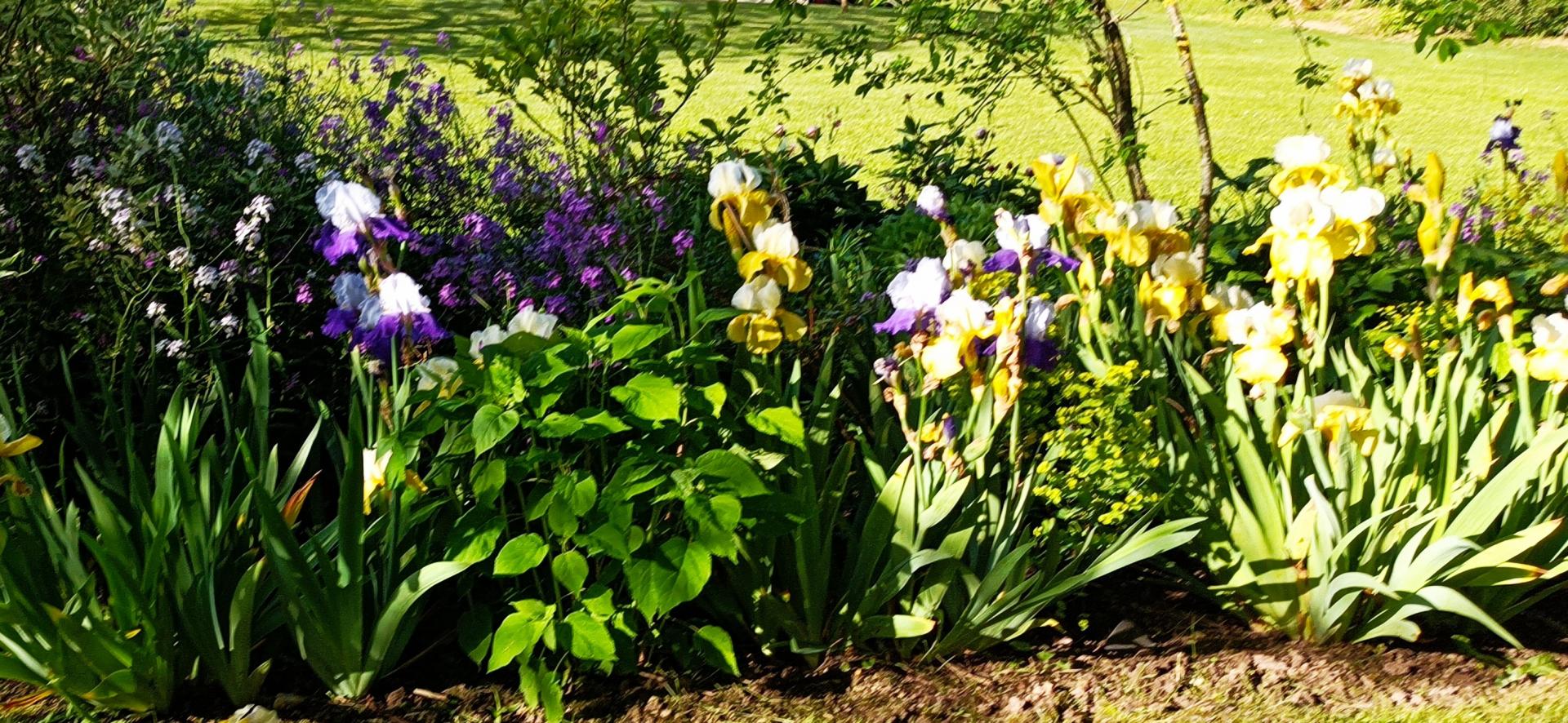 Les iris du jardin
