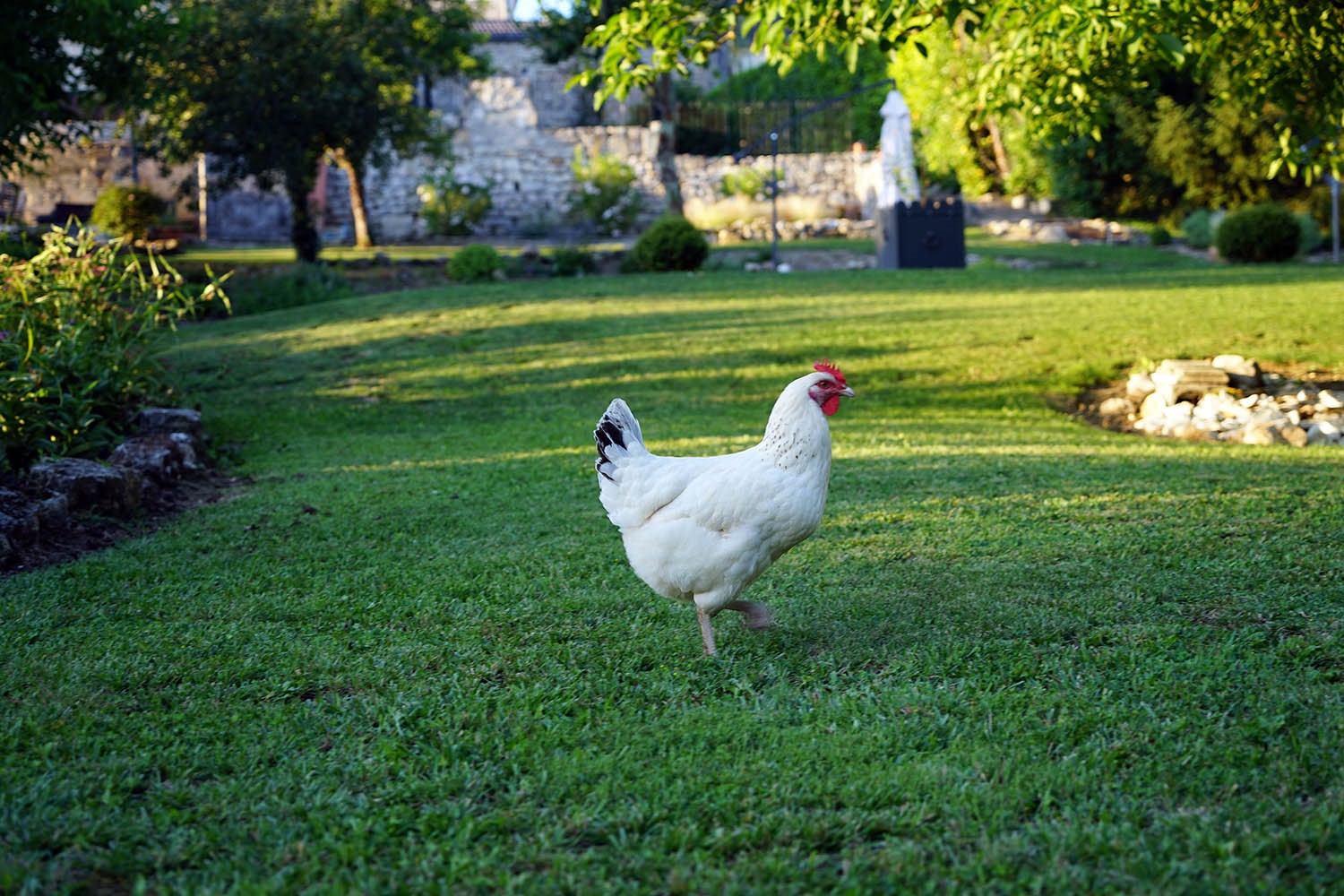 Notre poule 